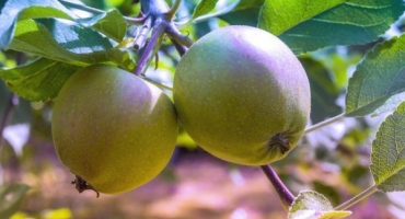 Jabloň kandil orlovský - pravidla pěstování